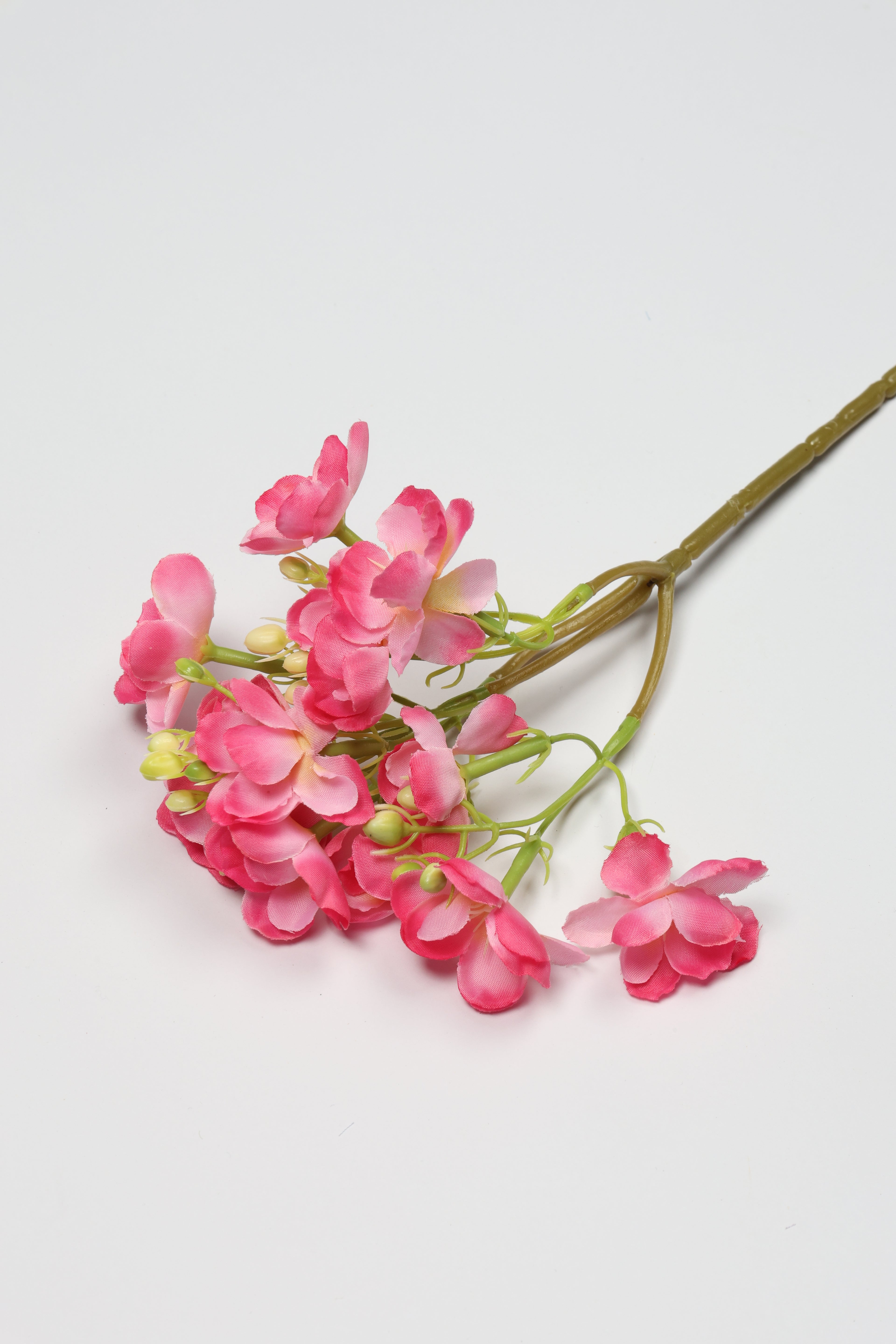 Oxalis- Pink -One,Cool