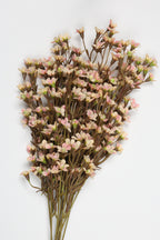 Statice- W Pink