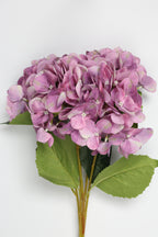 Hydrangea- Purple