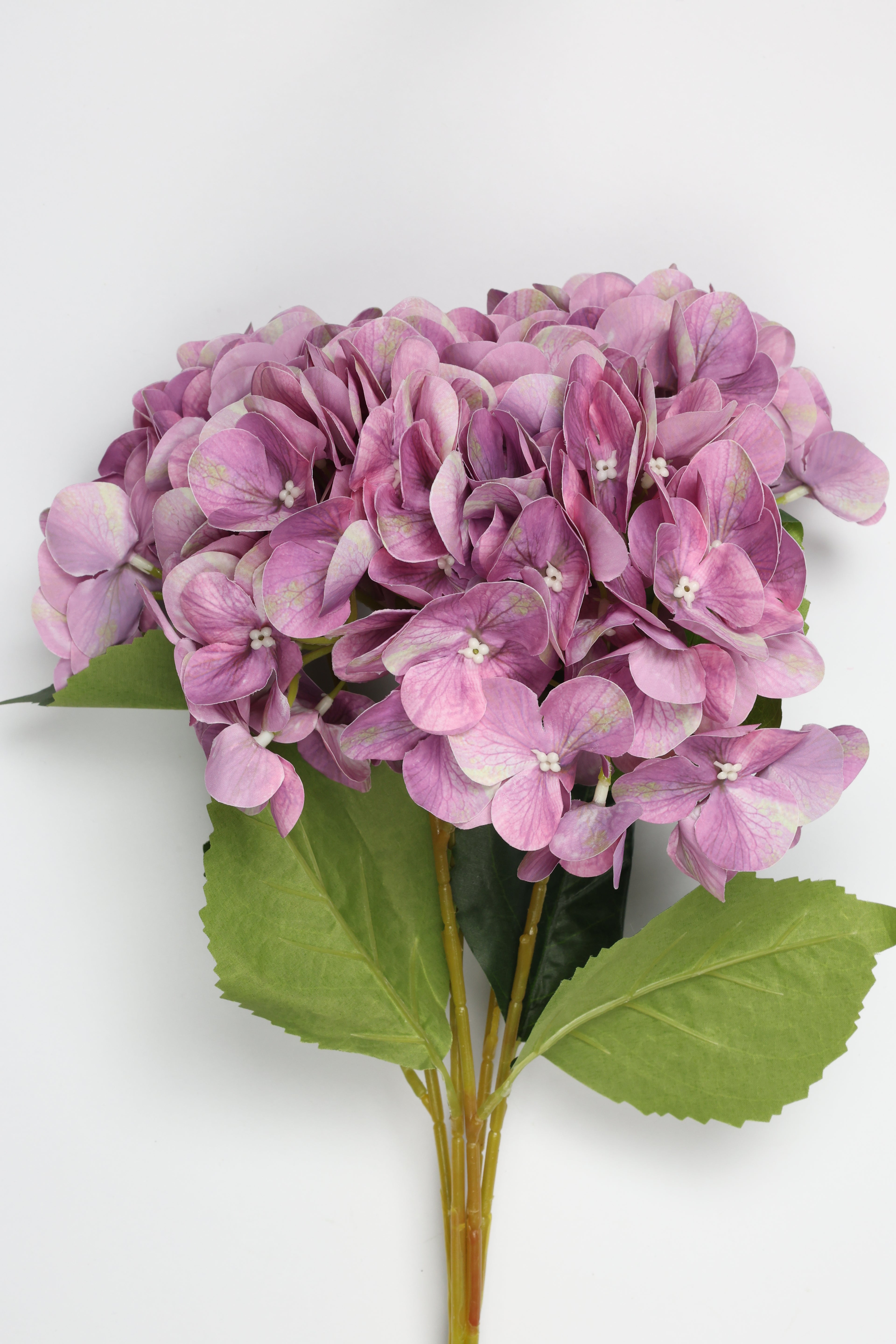 Hydrangea- Purple