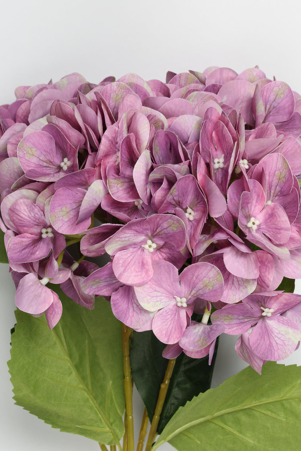 Hydrangea- Purple
