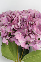 Hydrangea- Purple