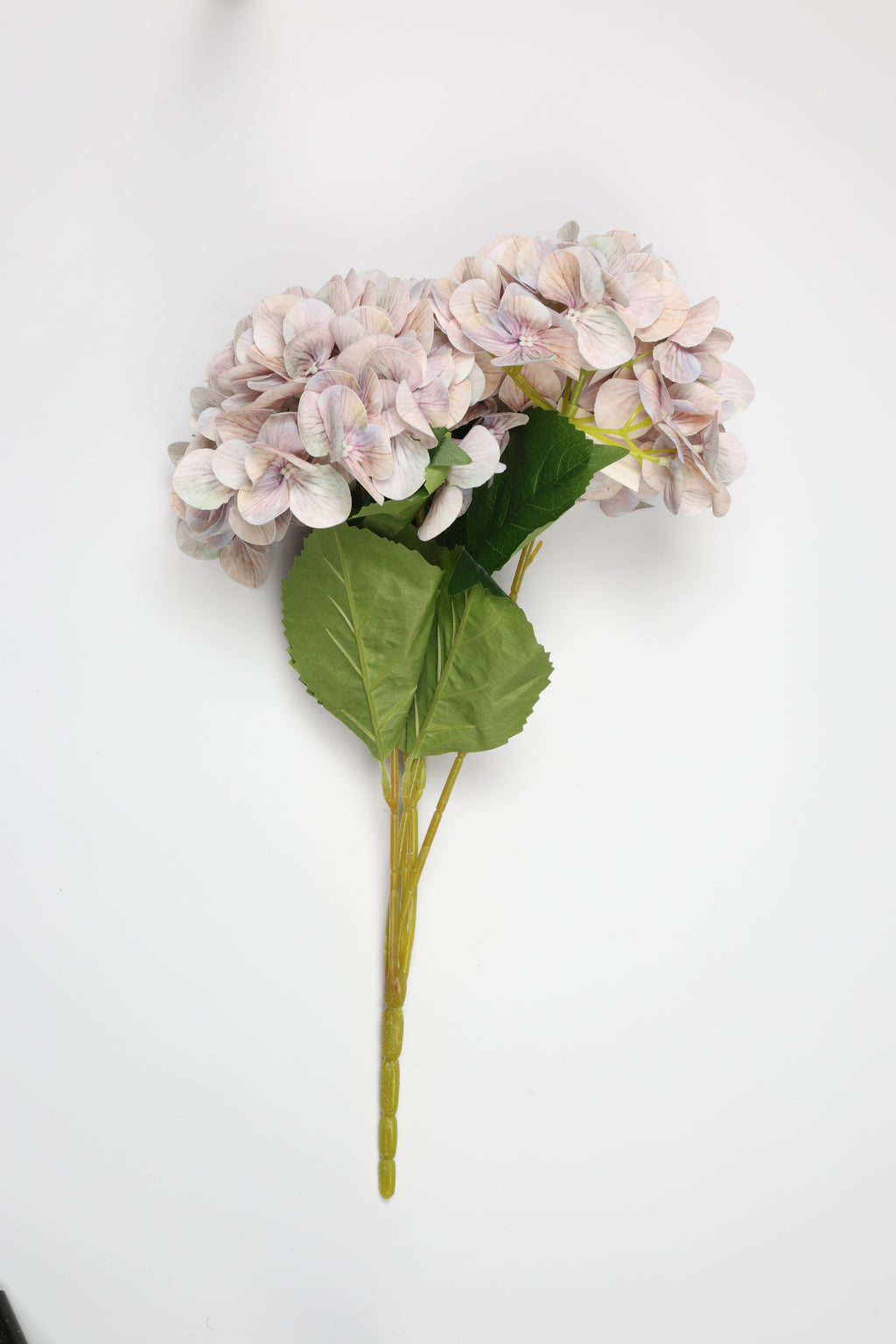 Hortensia - W Purple