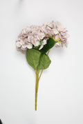 Hortensia - W Purple