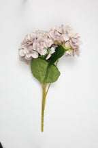 Hortensia - W Purple