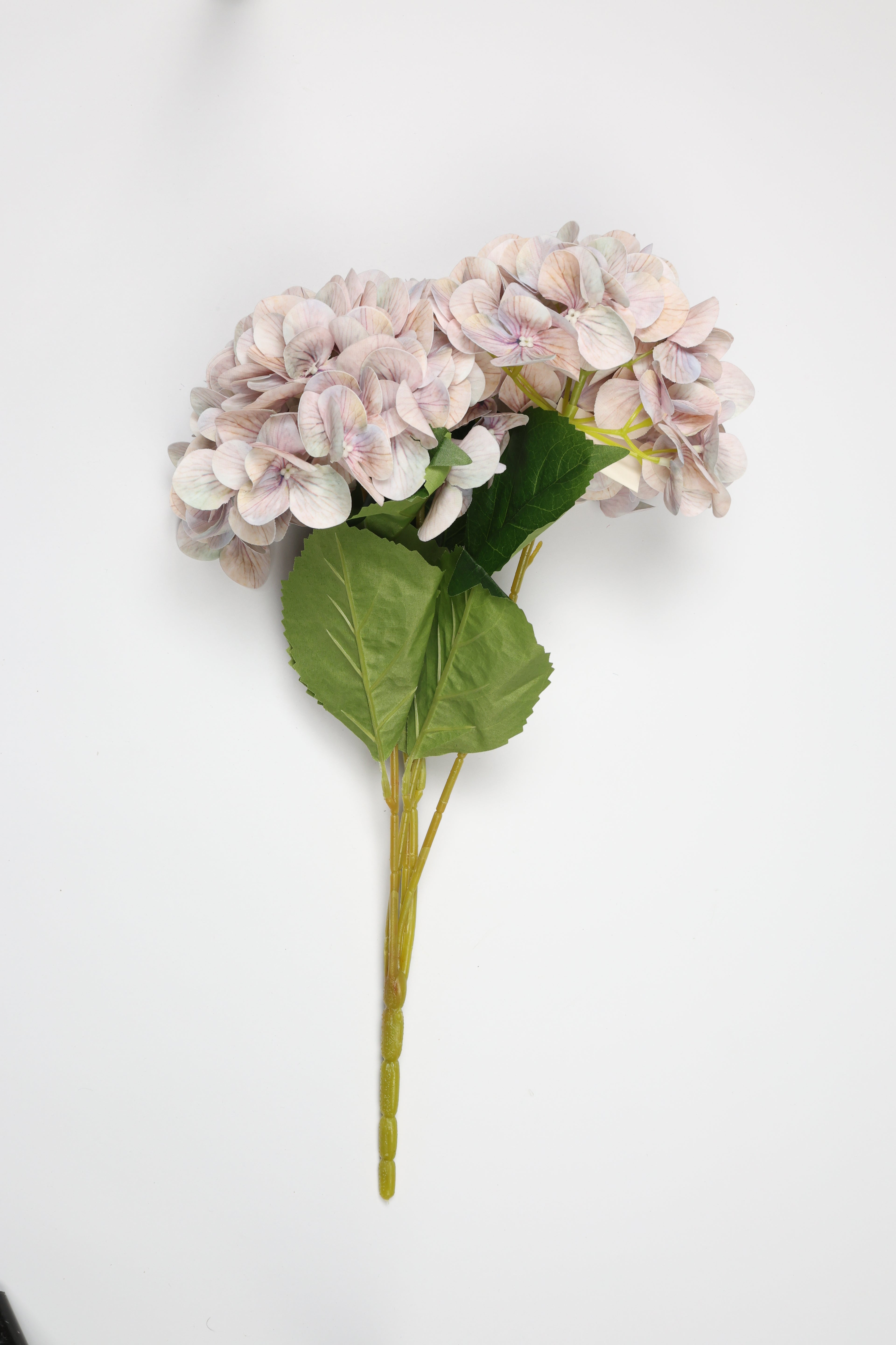 Hortensia - W Purple