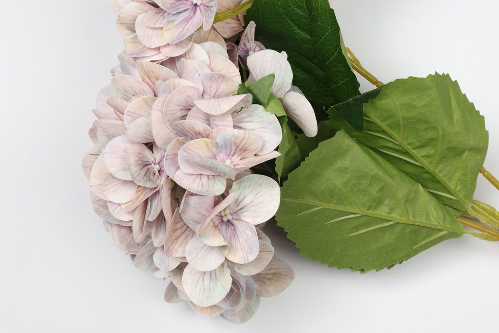 Hortensia - W Purple