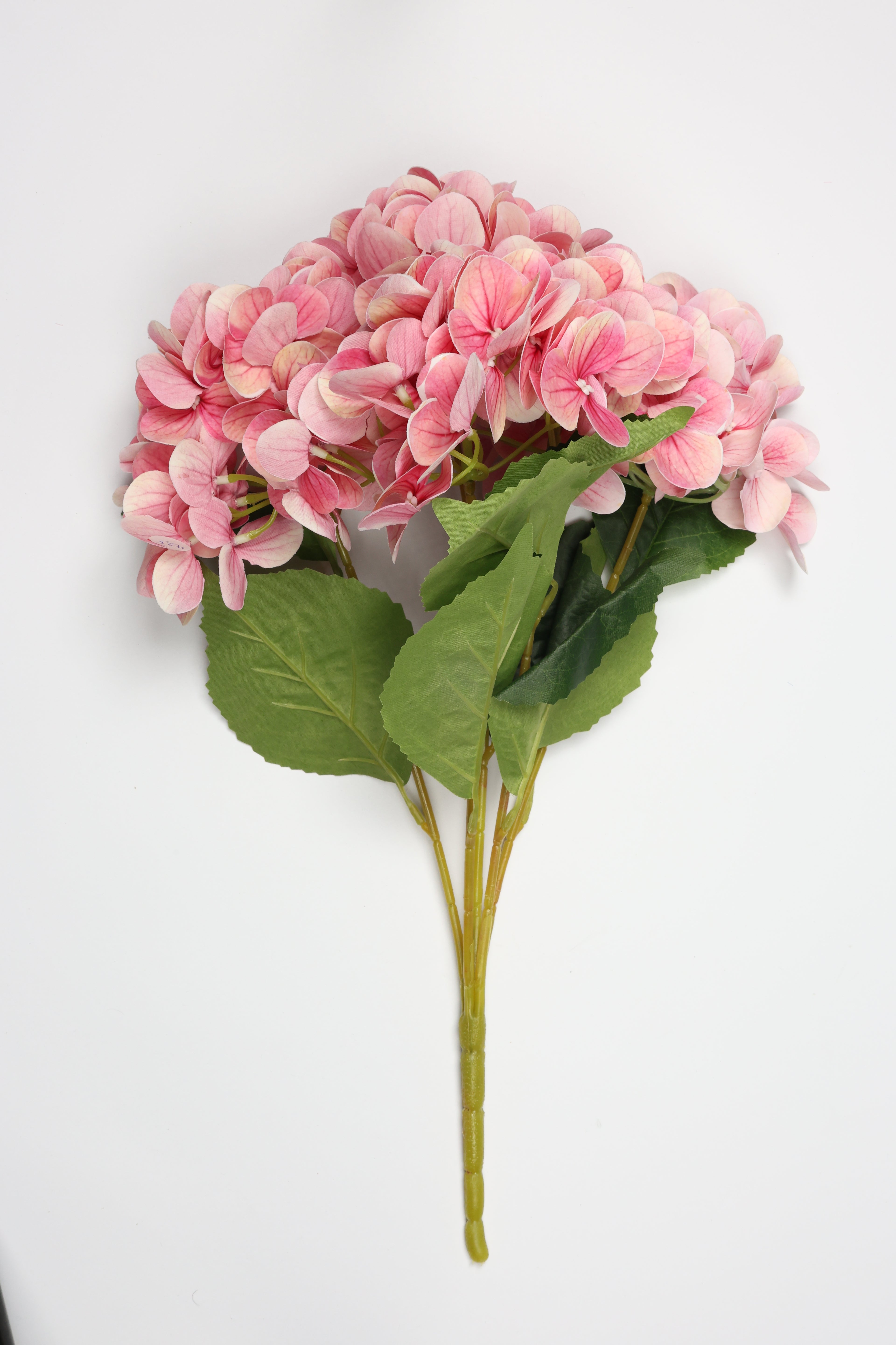 Hydrangea- Pink