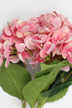 Hydrangea- Pink