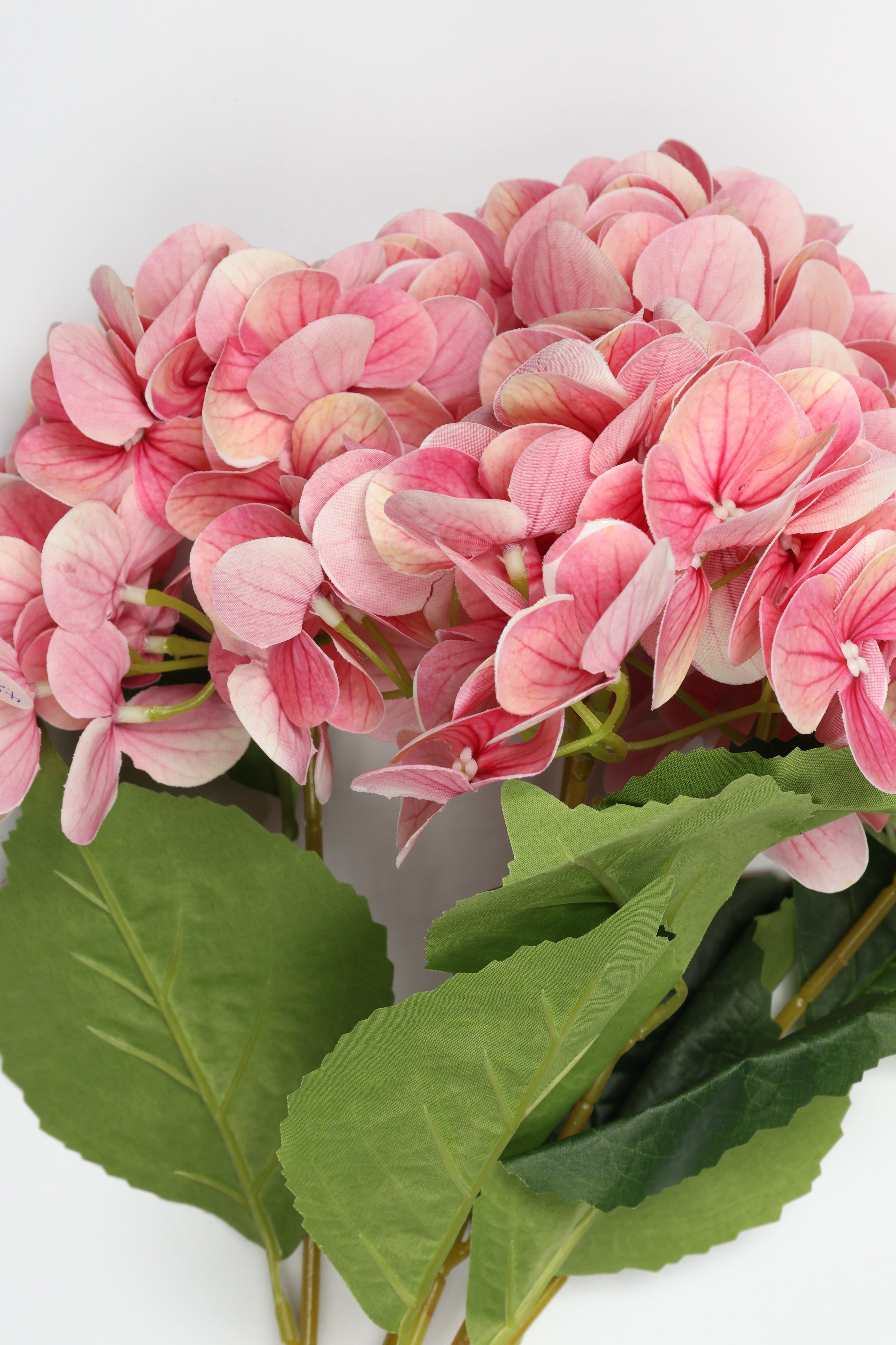 Hydrangea- Pink