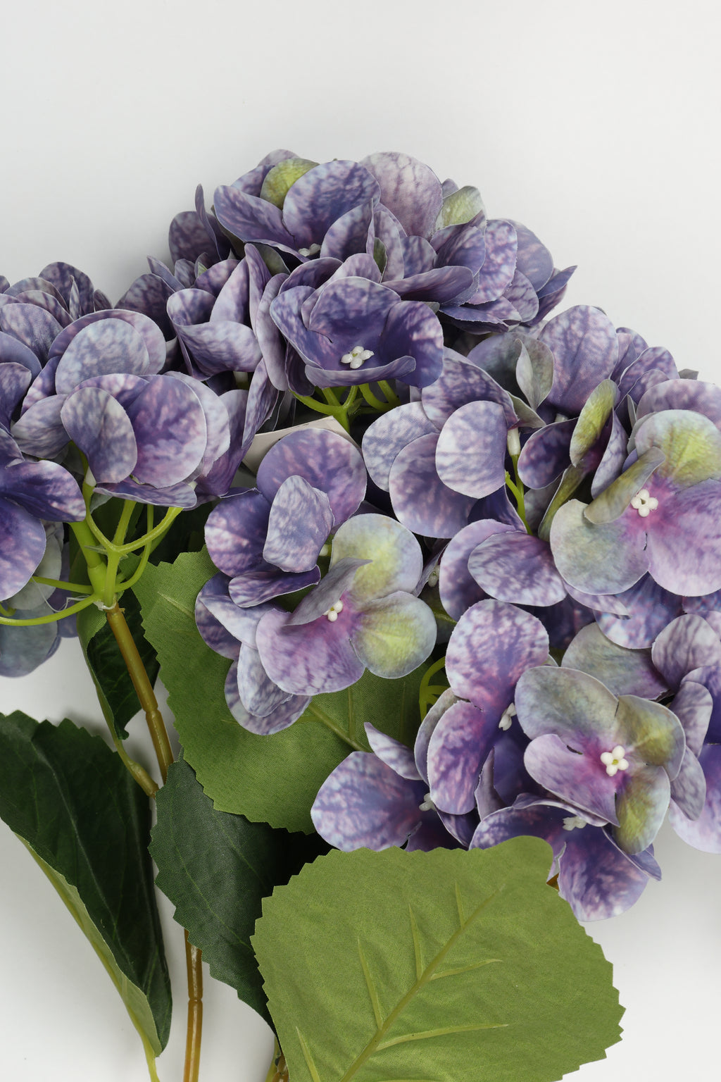 Hydrangea - Purple-White
