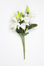 Lilium- White