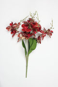 Lathyrus- Red