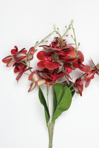 Lathyrus- Red