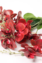 Lathyrus- Red