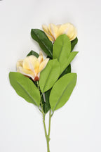 Magnolia - Yellow 2 Roses