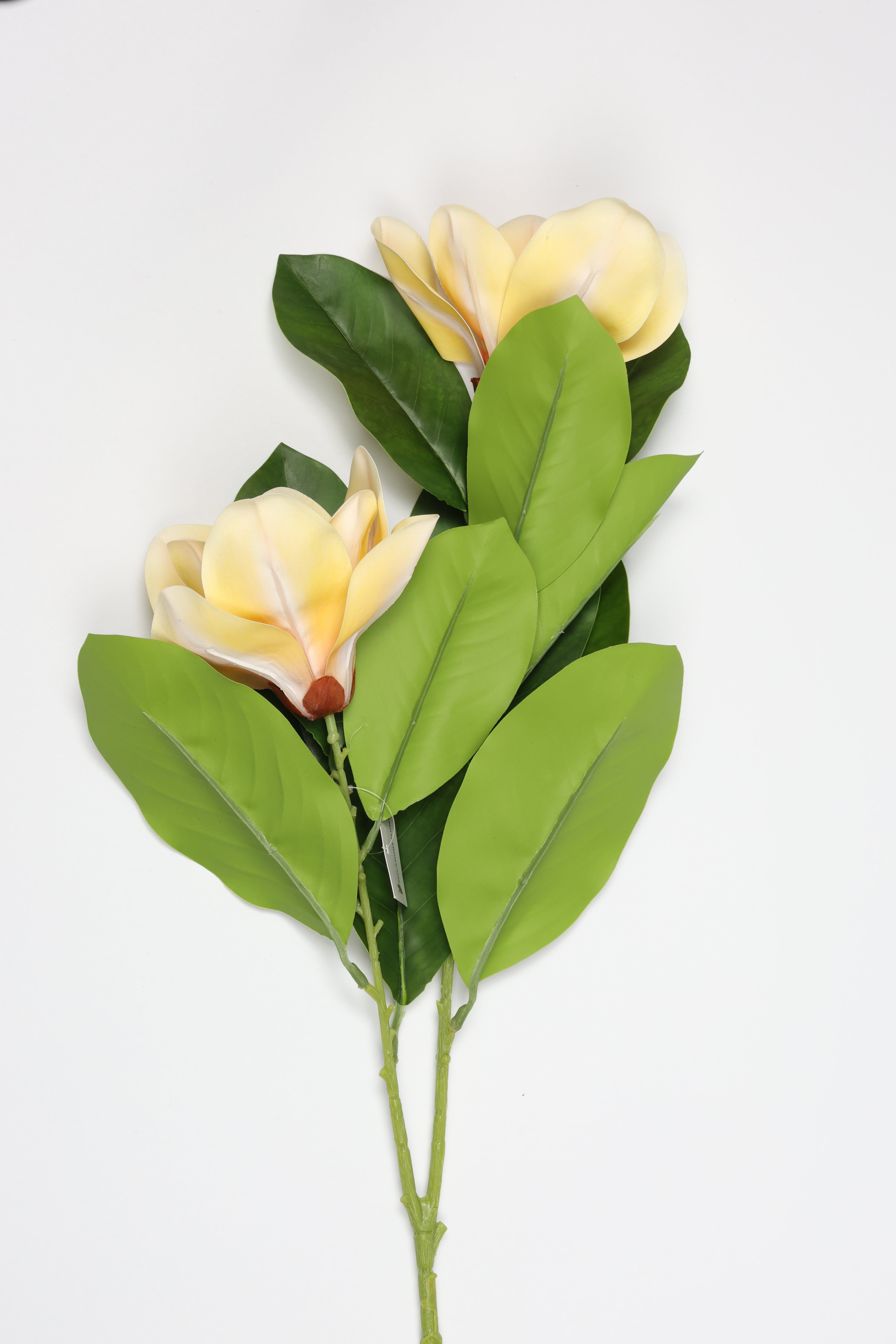 Magnolia - Yellow 2 Roses