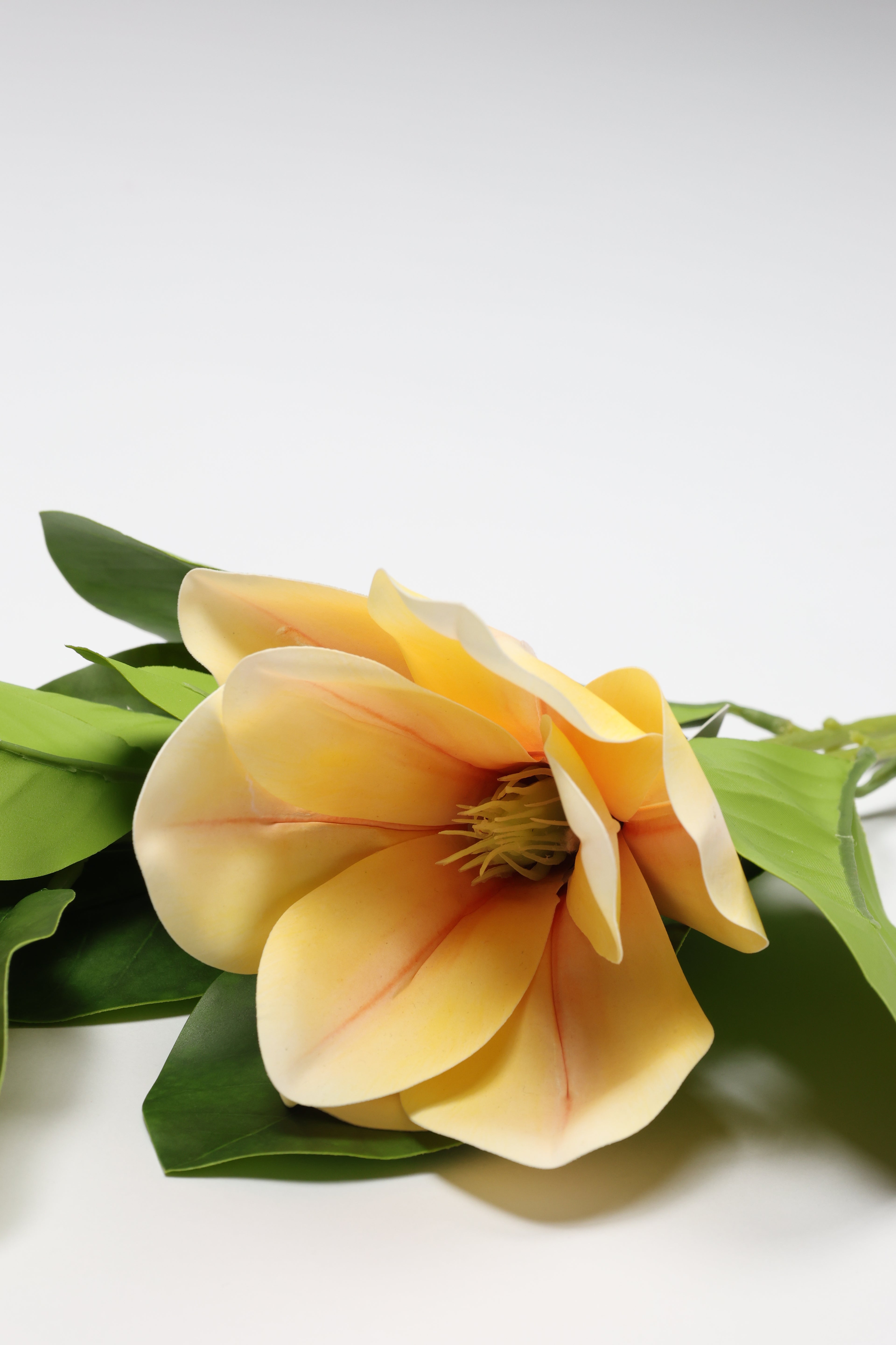 Magnolia - Yellow 2 Roses