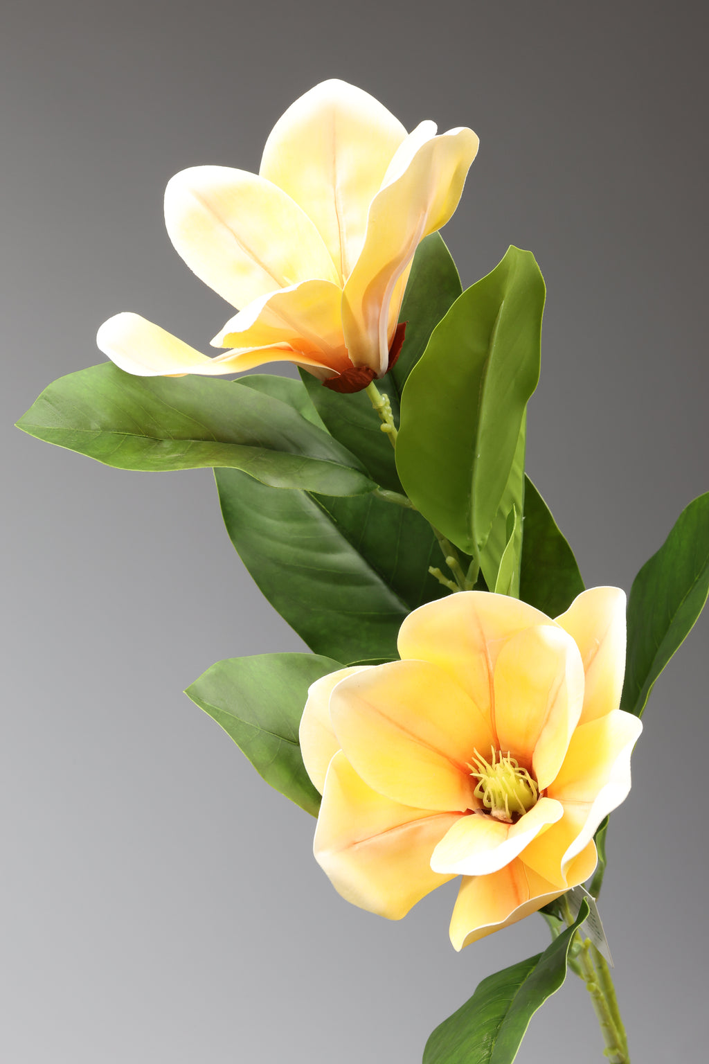 Magnolia - Yellow 2 Roses