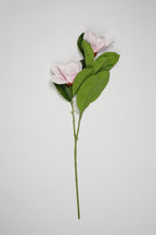 Magnolia - W Pink 2 Roses