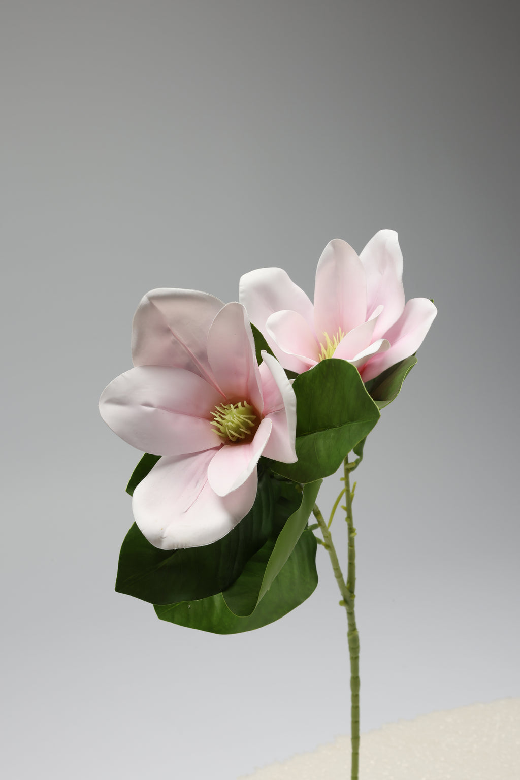 Magnolia - W Pink 2 Roses