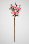 Epilobium- Pink 10 Roses