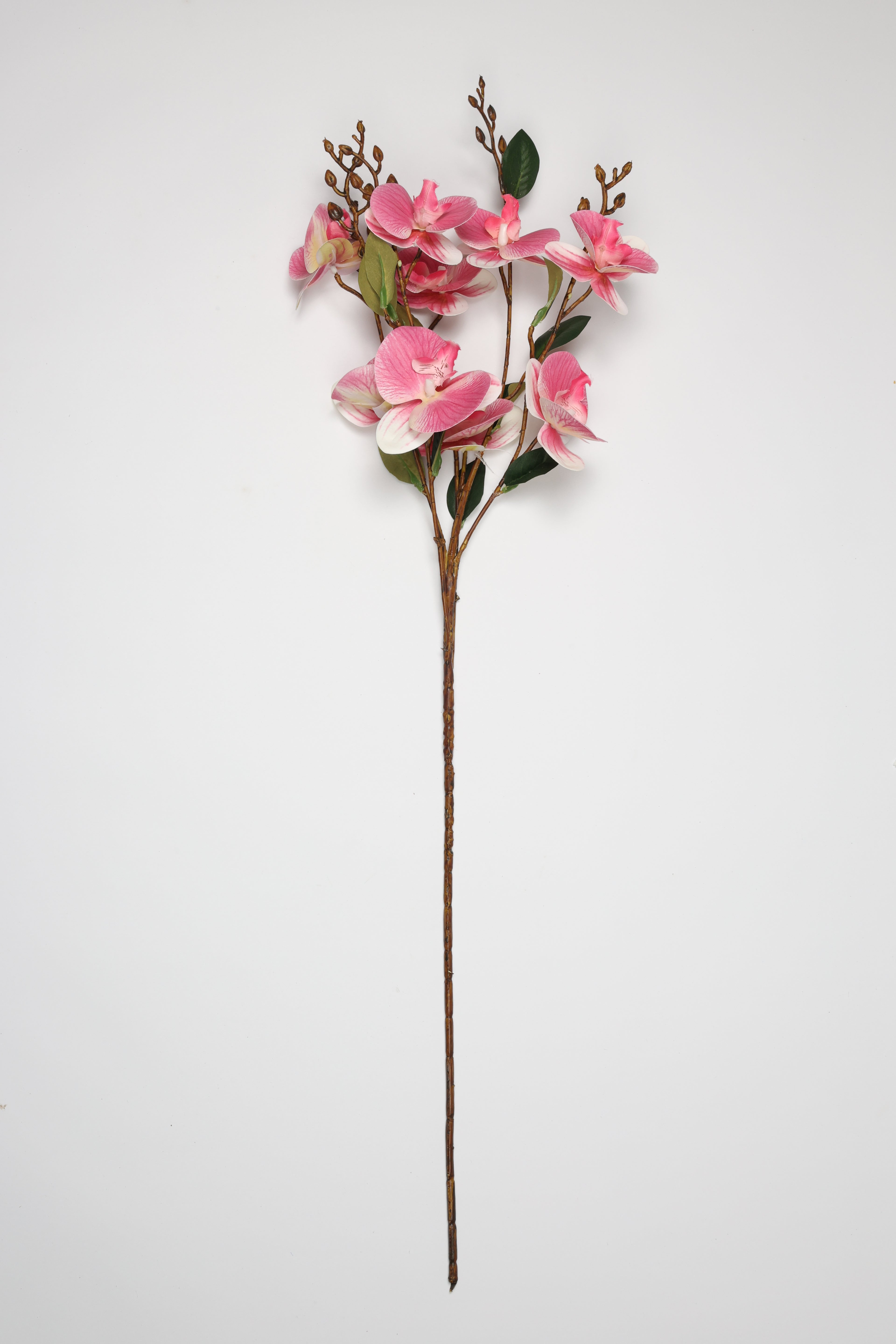 Epilobium- Pink 10 Roses