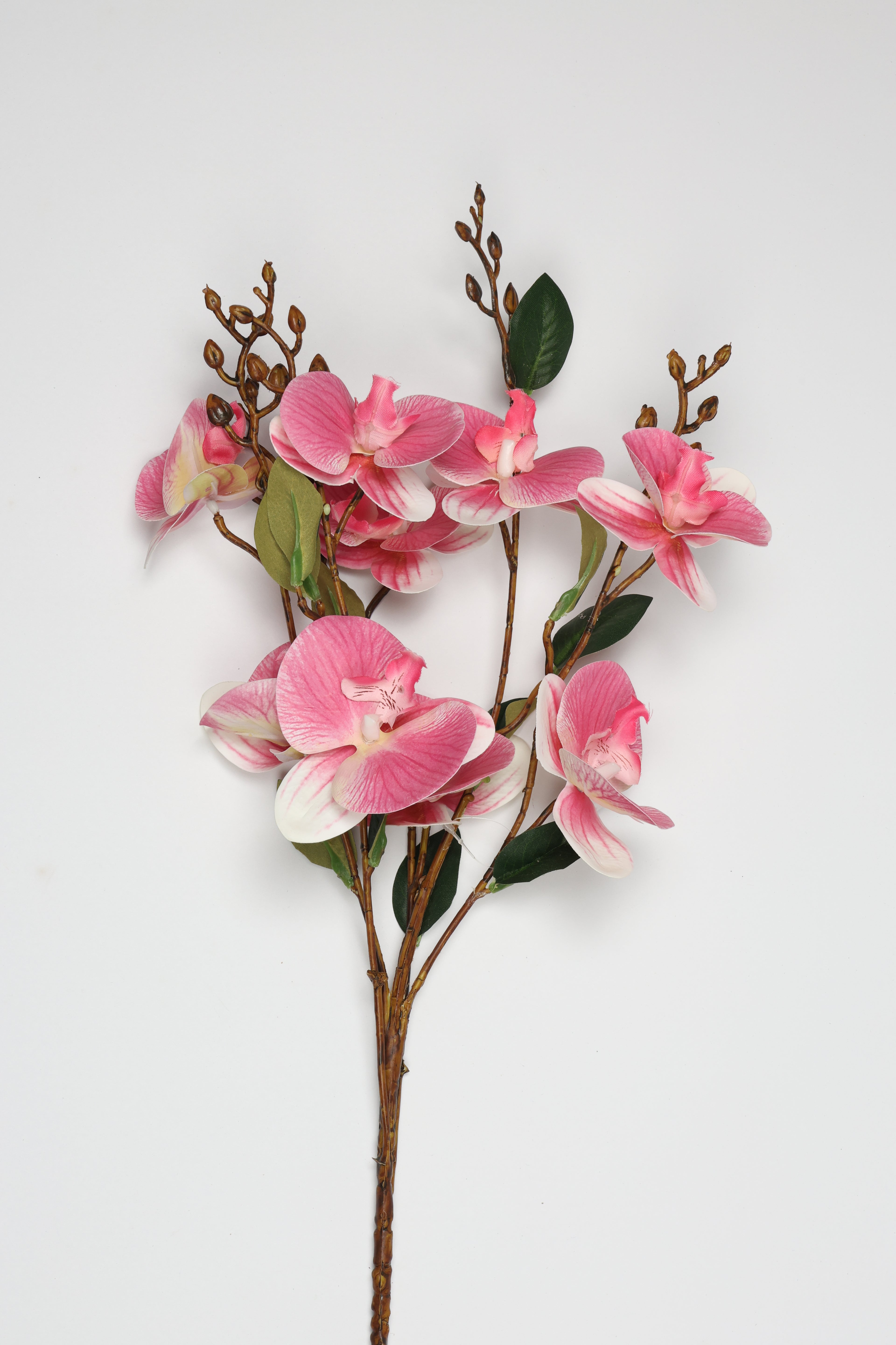 Epilobium- Pink 10 Roses