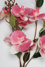 Epilobium- Pink 10 Roses
