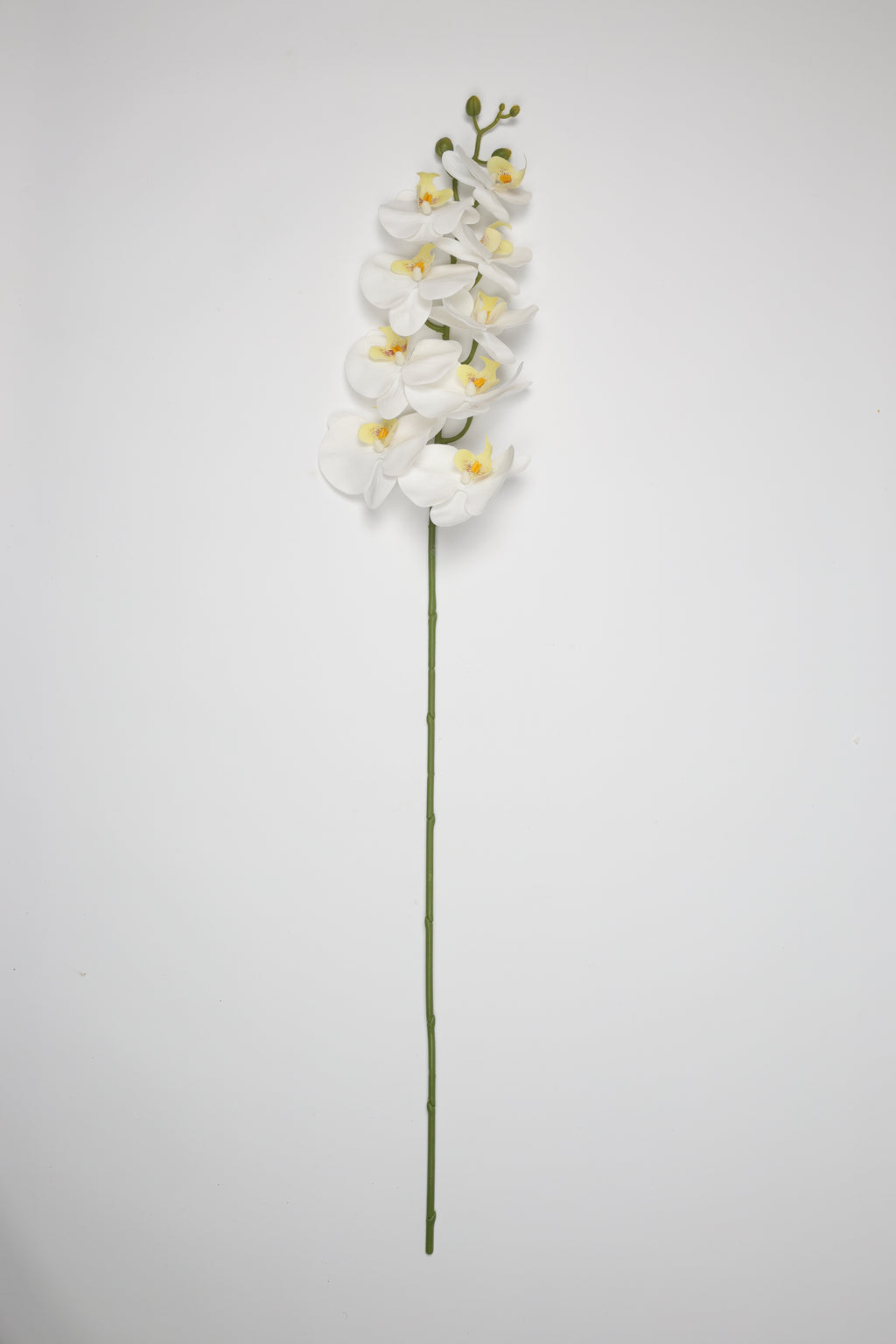 Phalaenopsis- White 9 Roses