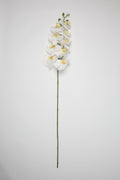 Phalaenopsis- White 9 Roses