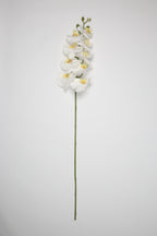 Phalaenopsis- White 9 Roses