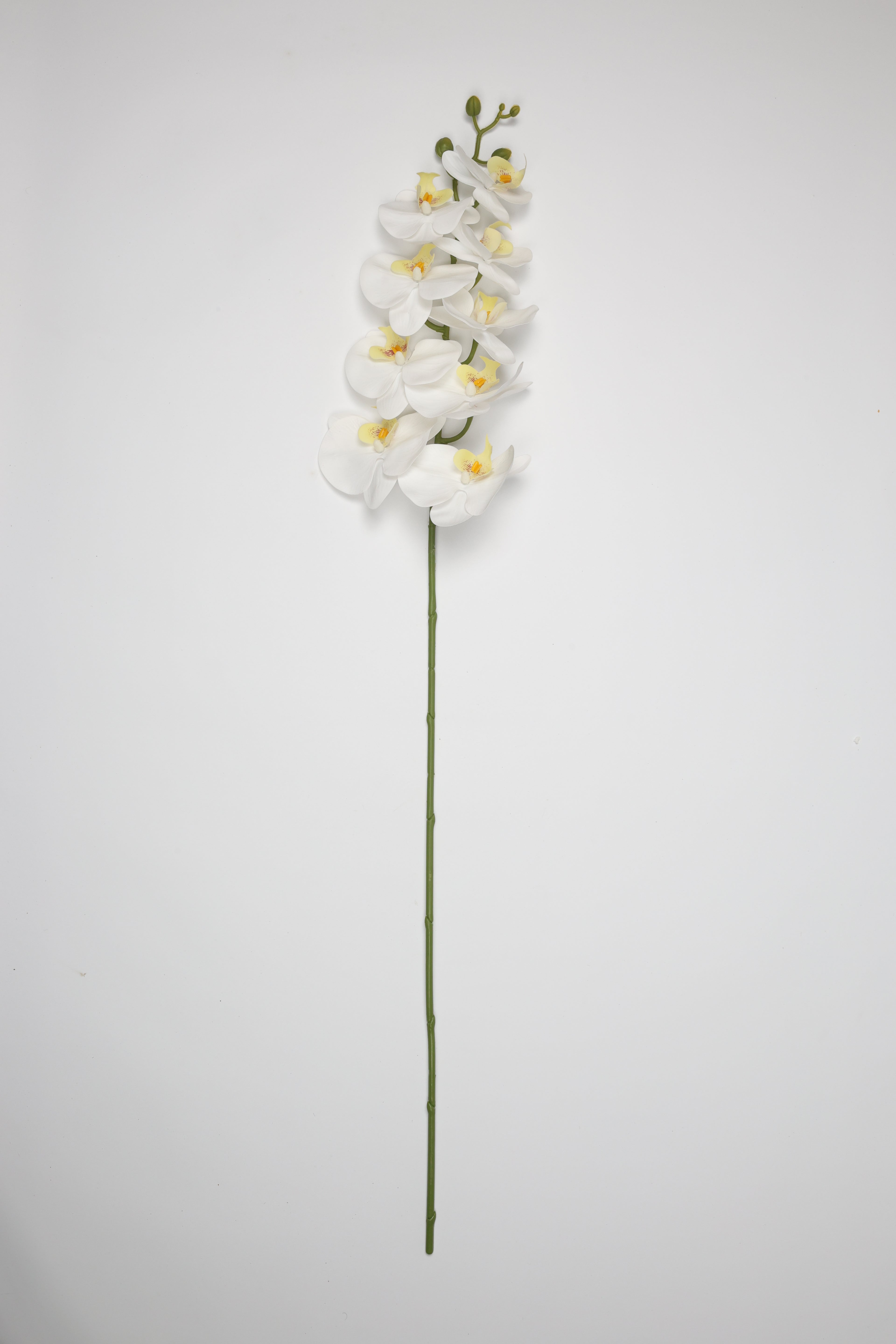 Phalaenopsis- White 9 Roses