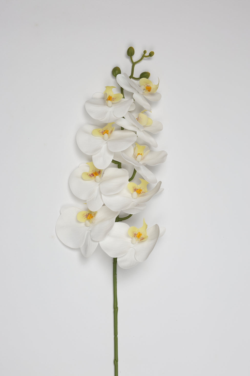 Phalaenopsis- White 9 Roses