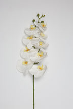 Phalaenopsis- White 9 Roses