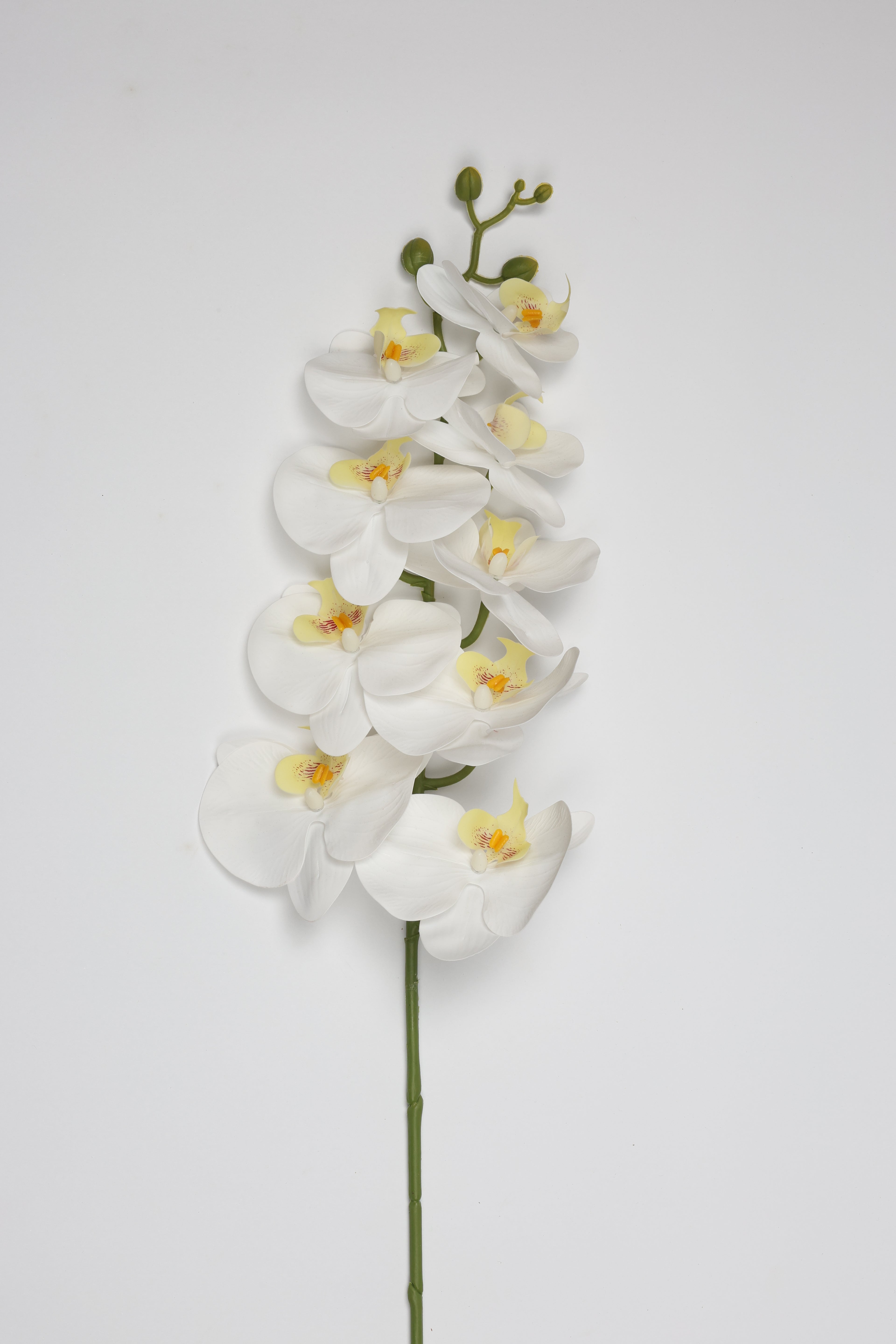 Phalaenopsis- White 9 Roses