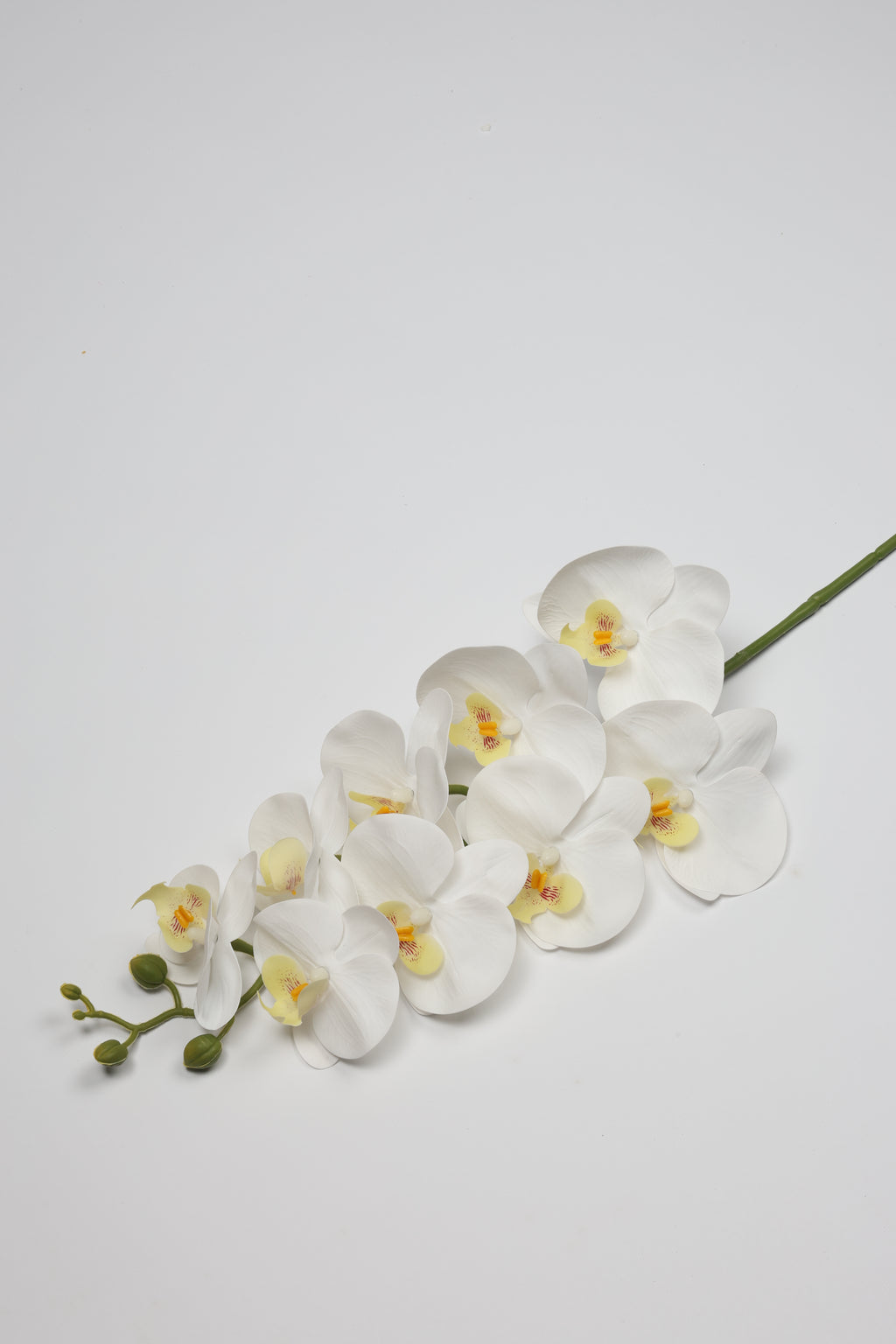 Phalaenopsis- White 9 Roses