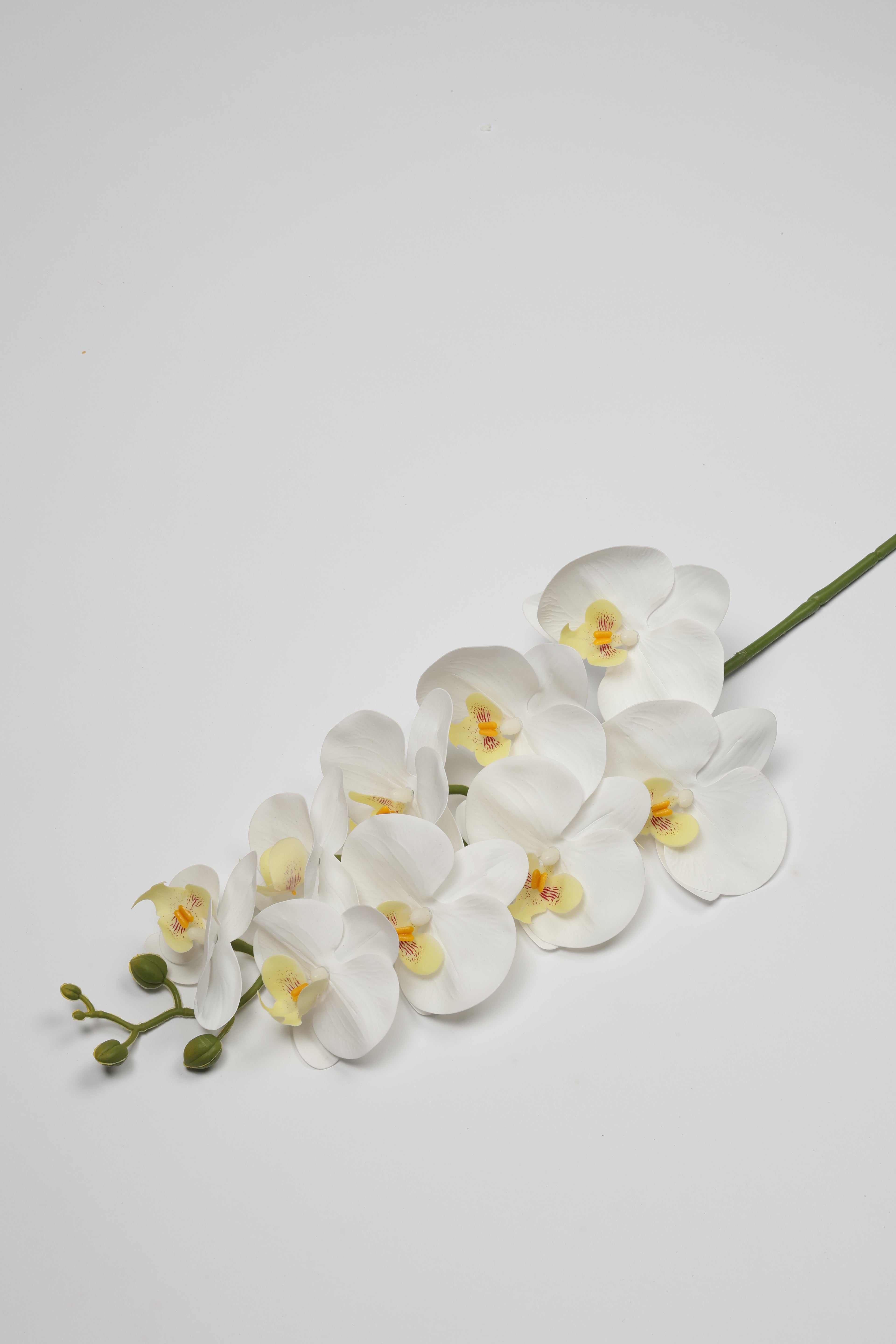 Phalaenopsis- White 9 Roses