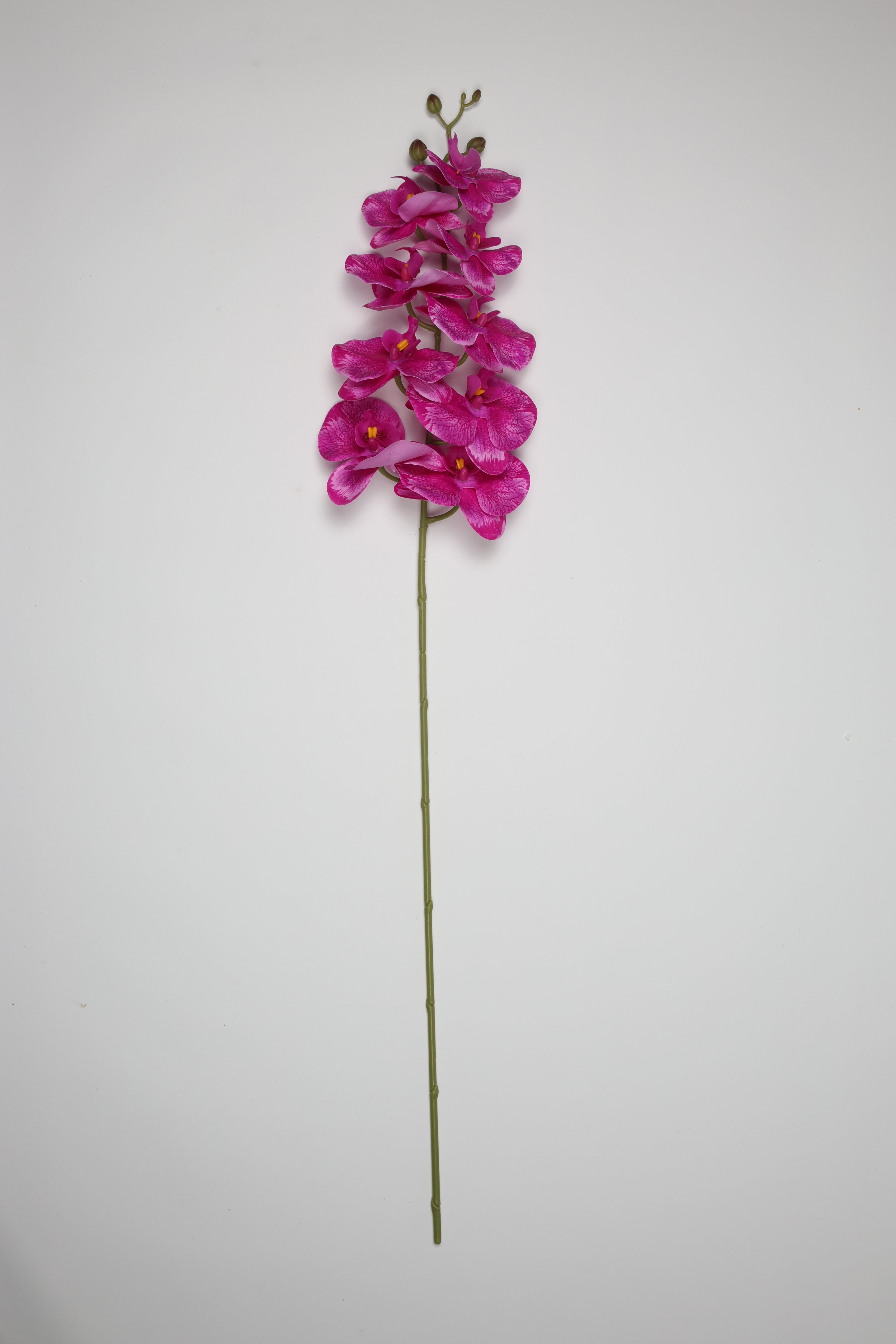 Phalaenopsis- Foshia 9 Roses