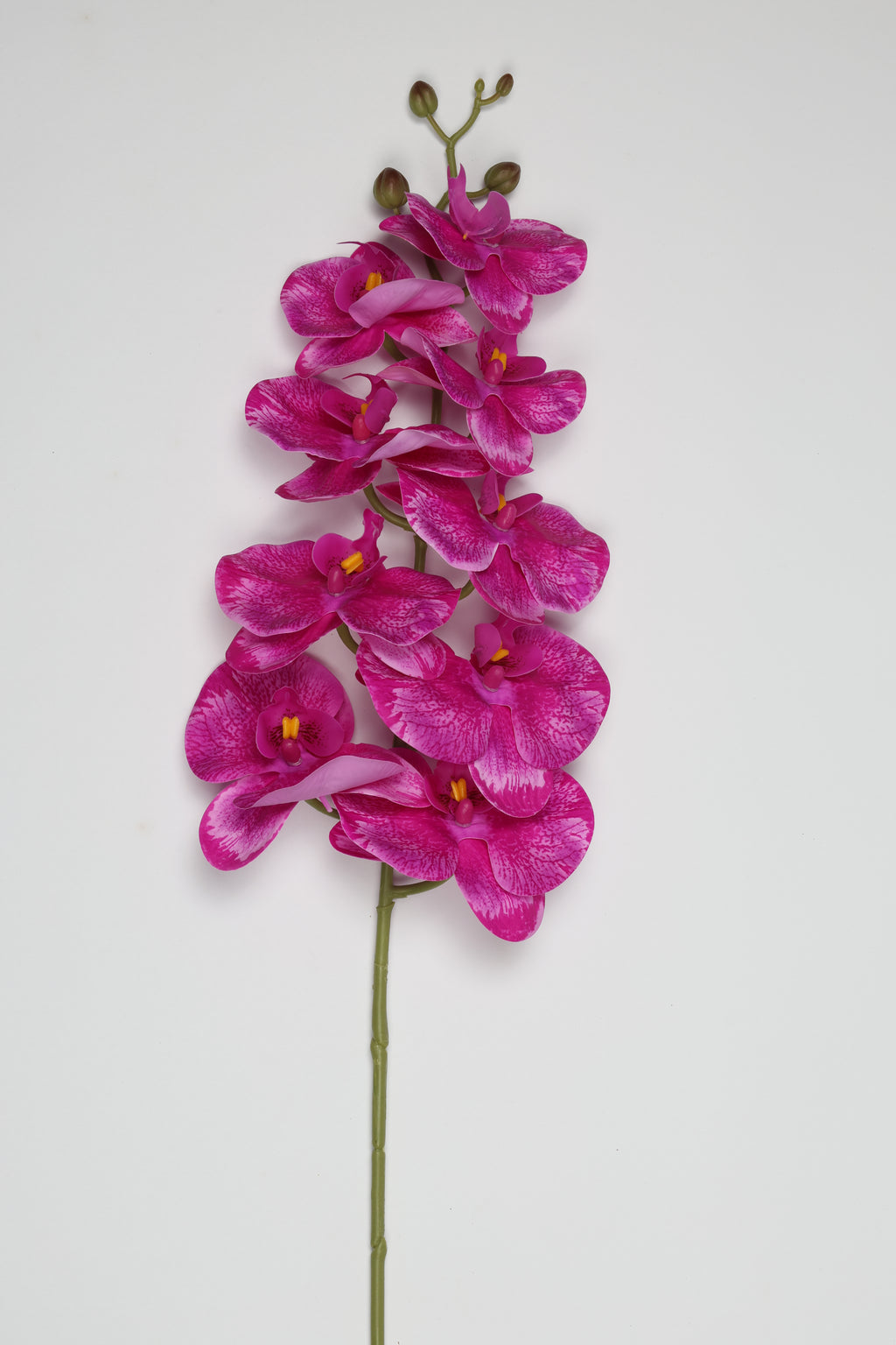 Phalaenopsis- Foshia 9 Roses