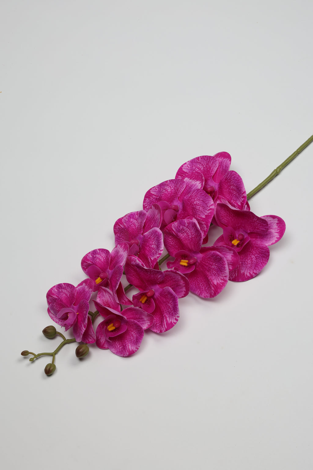 Phalaenopsis- Foshia 9 Roses