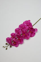 Phalaenopsis- Foshia 9 Roses