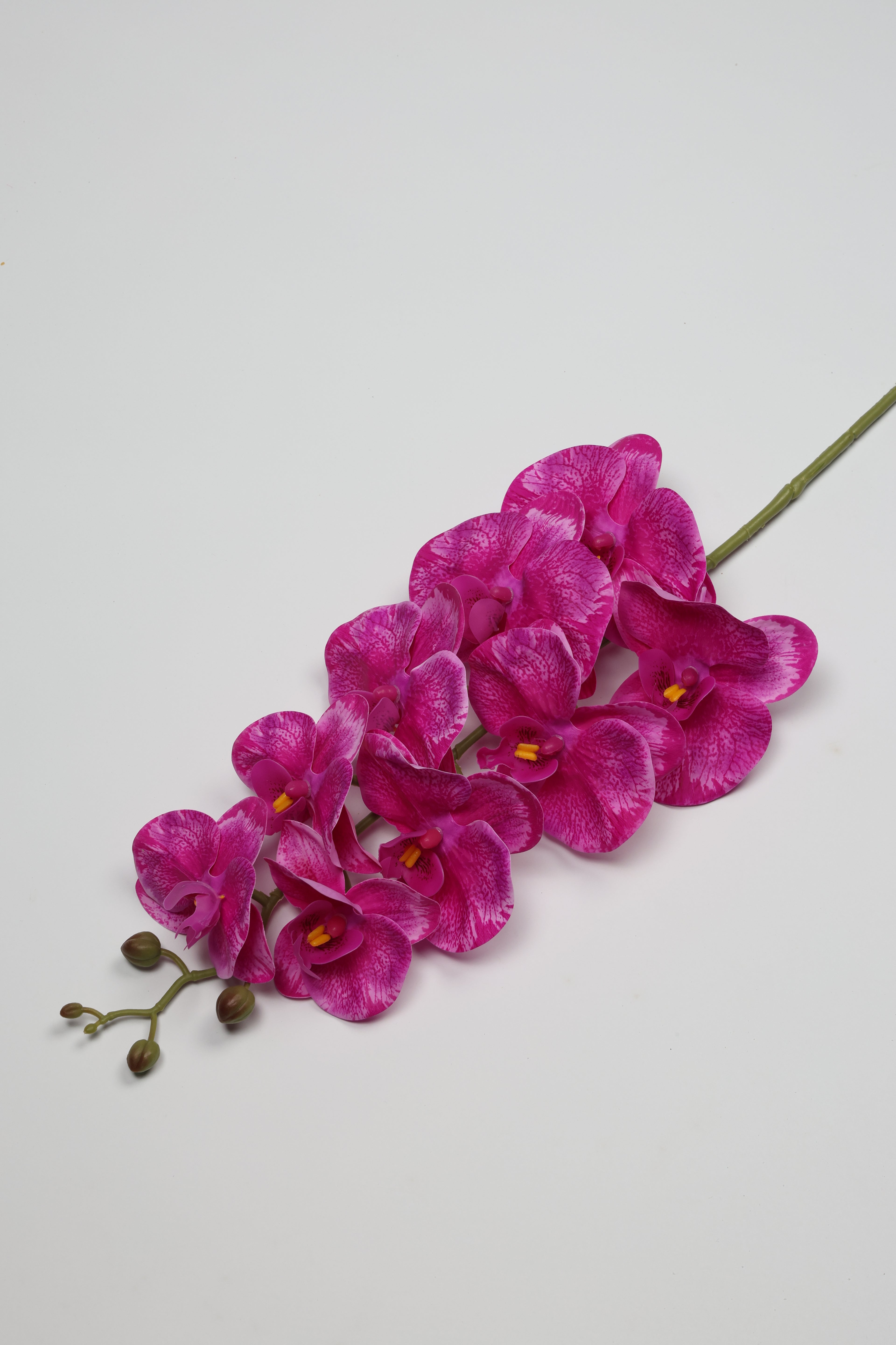 Phalaenopsis- Foshia 9 Roses