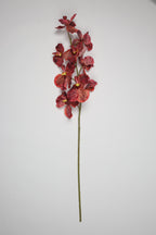 Phalaenopsis - Tiger Pink 9 Roses