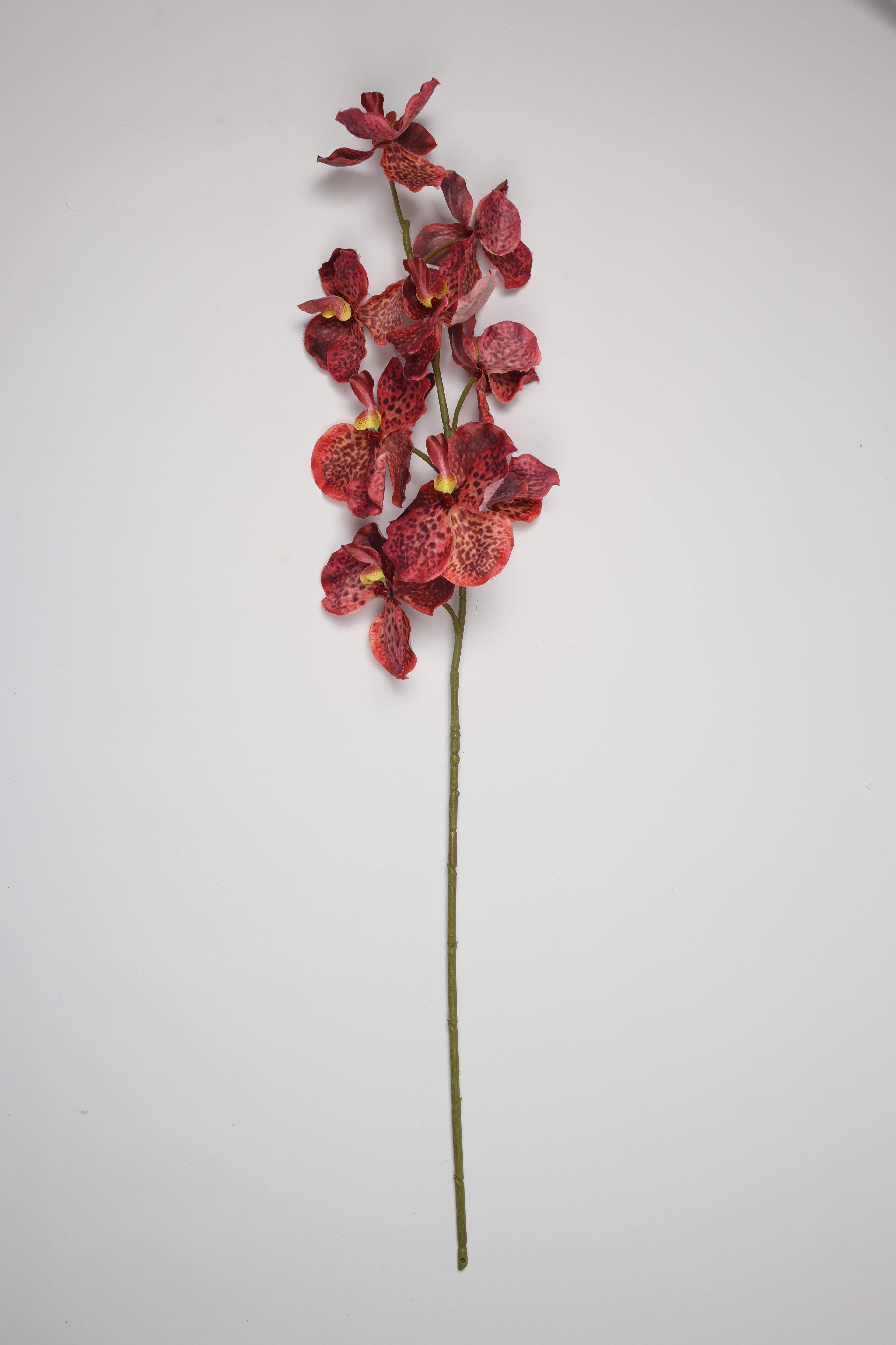 Phalaenopsis - Tiger Pink 9 Roses
