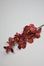 Phalaenopsis - Tiger Pink 9 Roses