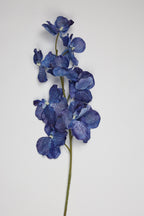 Phalaenopsis- Blue 9 Roses