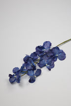 Phalaenopsis- Blue 9 Roses