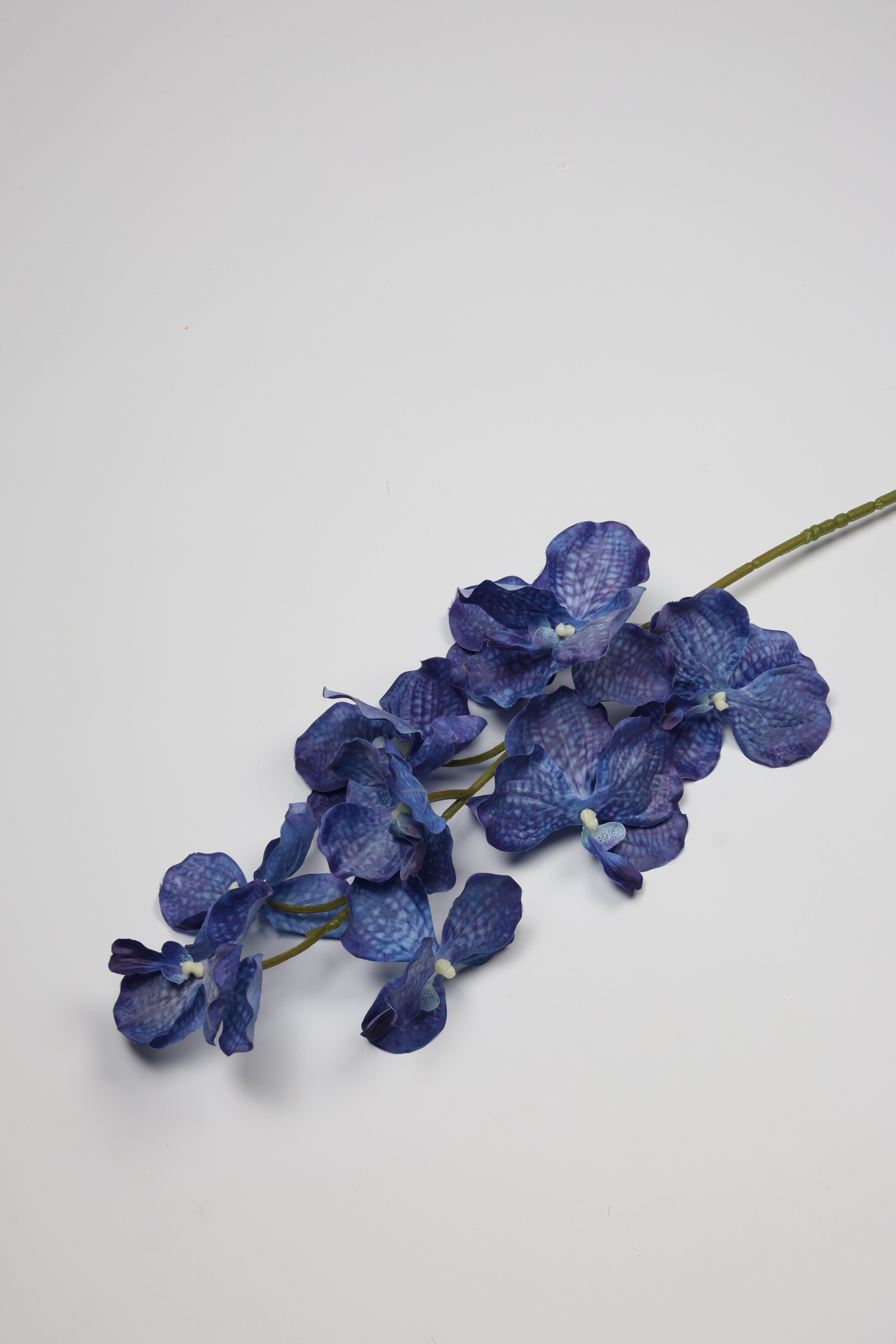 Phalaenopsis- Blue 9 Roses