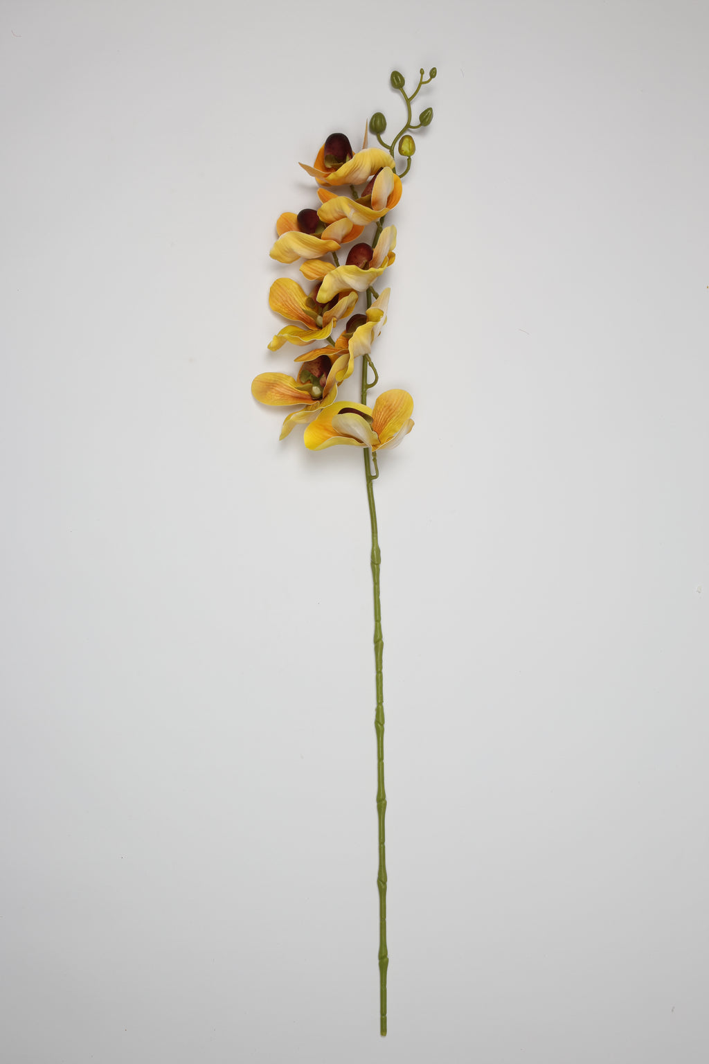 Phalaenopsis - Yellow 8 Roses